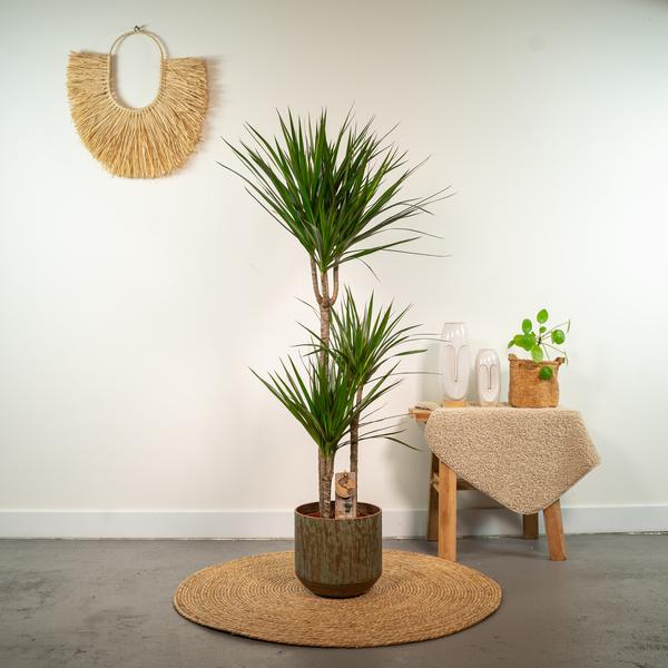 Drachenbaum Dracaena Marginata – Zimmerpflanze – Ø21cm x ↕120cm – Tropische Grünpflanze mit luftreinigender Wirkung – Pflegeleicht – Ideal für Wohnzimmer & Büro 