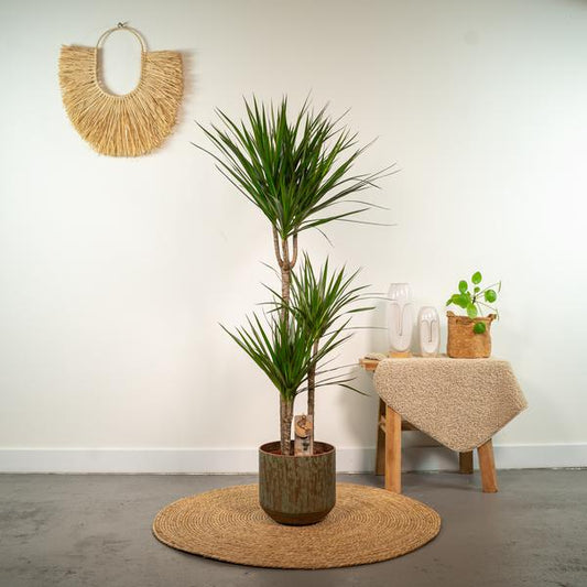 Drachenbaum Dracaena Marginata – Zimmerpflanze – Ø21cm x ↕120cm – Tropische Grünpflanze mit luftreinigender Wirkung – Pflegeleicht – Ideal für Wohnzimmer & Büro 