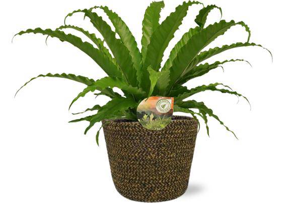 Asplenium Osaka Nestfarn – Ø17 cm – ca. 40 cm hoch – Inklusive Topf Selin Schwarz Ø18x16 cm – Stilvolle Zimmerpflanze für Wohnzimmer & Büro 