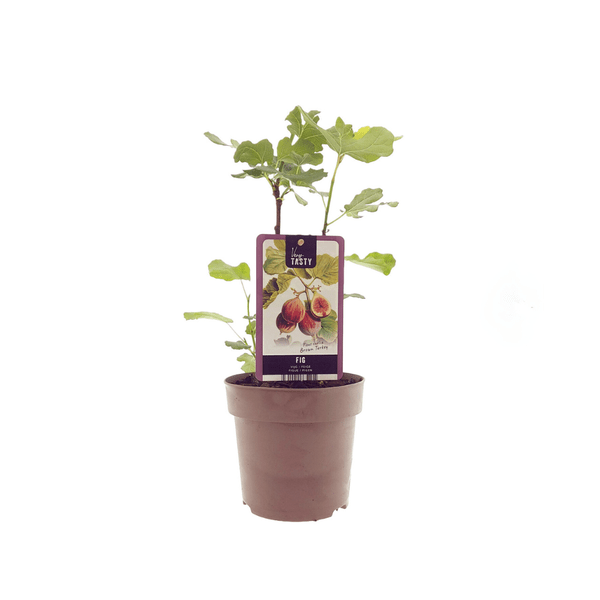 Ficus Brown Turkey – Feigenbaum – Ø15cm – ↕40cm – Tropische Zimmerpflanze mit großen, glänzenden Blättern – Pflegeleicht & dekorativ – Für Innenräume & warme Außenbereiche 