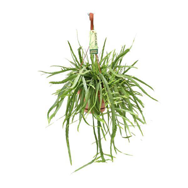 Blattkaktus - Lepismium Bolivianum - Zimmerpflanze - Ø17cm - ↕55cm 
