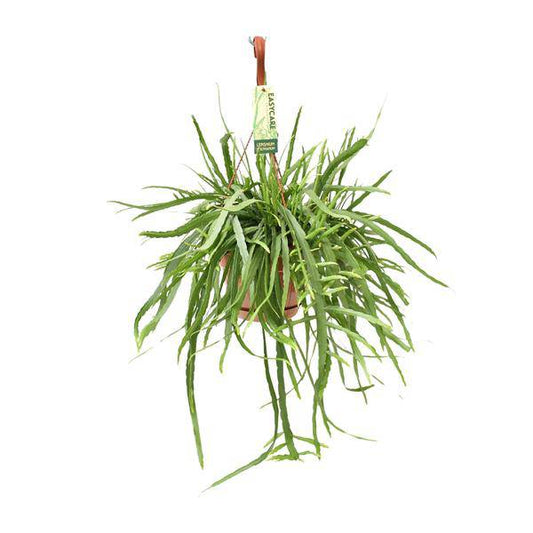 Blattkaktus - Lepismium Bolivianum - Zimmerpflanze - Ø17cm - ↕55cm 