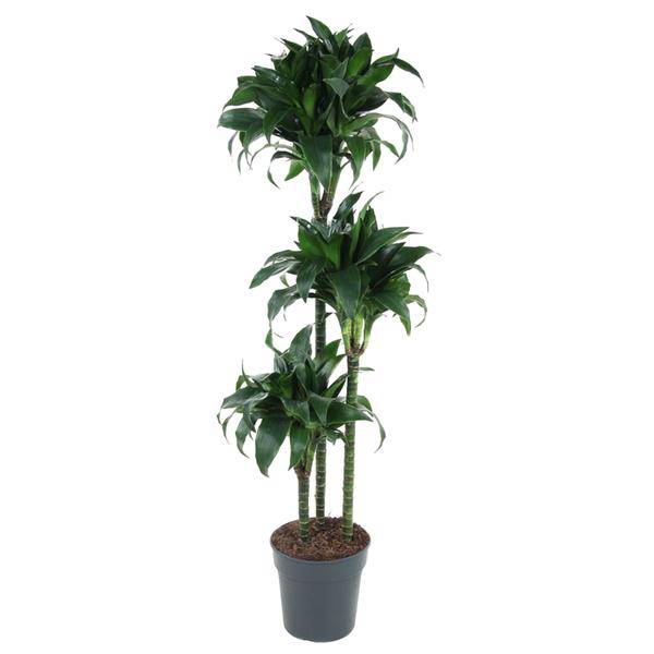Drachenbaum – Dracaena Tatuade 140cm – Ø24cm – Zimmerpflanze mit grün-weißen Blättern – Pflegeleichte Grünpflanze für Wohnzimmer, Büro & Wintergarten 