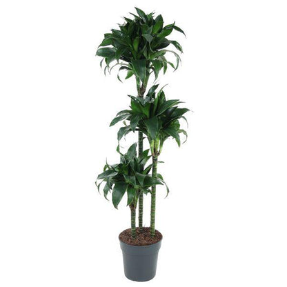 Drachenbaum – Dracaena Tatuade 140cm – Ø24cm – Zimmerpflanze mit grün-weißen Blättern – Pflegeleichte Grünpflanze für Wohnzimmer, Büro & Wintergarten 