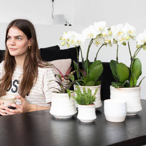 Weiße Phalaenopsis Orchidee Juwel Gent – Blühende Zimmerpflanze – Ø12cm – Elegante weiße Blüten – Perfekt für Zuhause & Büro 