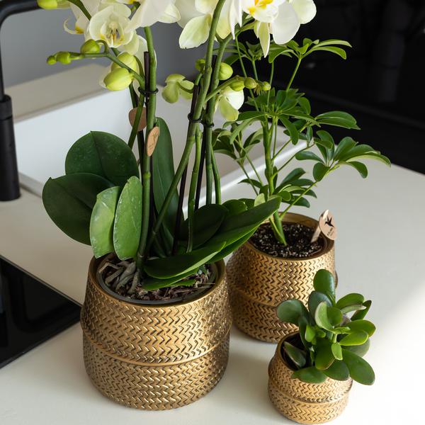 Groove Blumentopf Gold – Keramik-Topf mit mattem Finish – Ø12cm – Robustes, strukturiertes Design – Eleganter Pflanztopf fürs Wohnzimmer 
