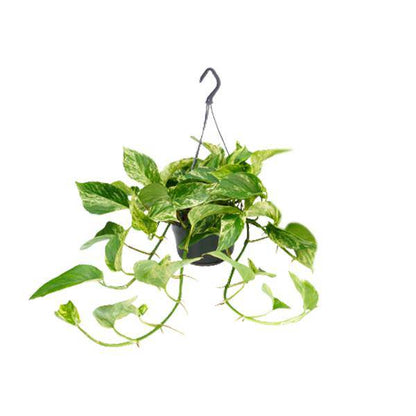 Efeutute Marble Queen – Epipremnum Scindapsus – Ø15cm x H25cm – Zimmerpflanze mit weiß-grüner Blattmusterung – Pflegeleicht – Für hellen Standort 