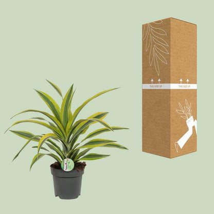 Drachenbaum Dracaena 'Lemon Lime' – Ø17cm x H40cm – Pflegeleichte Zimmerpflanze mit gestreiftem Laub – Luftreinigend – Für Halbschatten – Im Pflanztopf – Direkt aus der Gärtnerei 