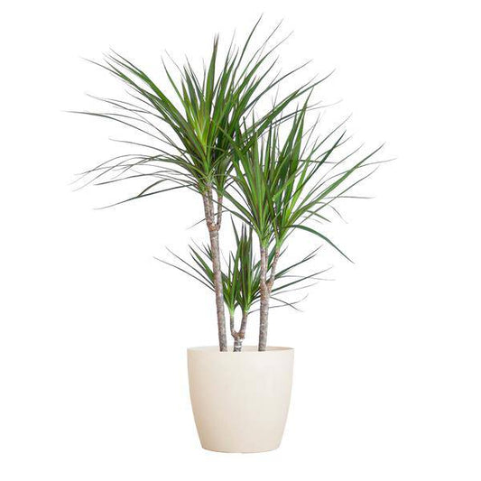 Dracaena Marginata – Drachenbaum – Zimmerpflanze – ca. 95cm hoch – Ø21cm – inkl. nachhaltigem Viber Übertopf Weiß – pflegeleichte tropische Grünpflanze 