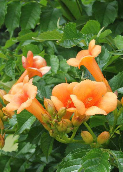 Klettertrompete - Campsis 'Indian Summer' - ↨65cm - Ø15cm - 2 Stück 