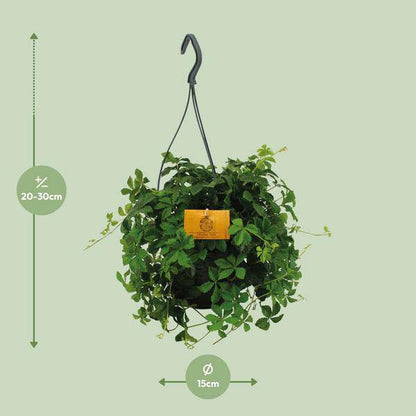 Parthenocissus Striatha – Hängender Efeu – Ø15cm ↕25cm – Immergrün – Pflegeleicht – Zimmer- & Balkonpflanze – Halbschatten 