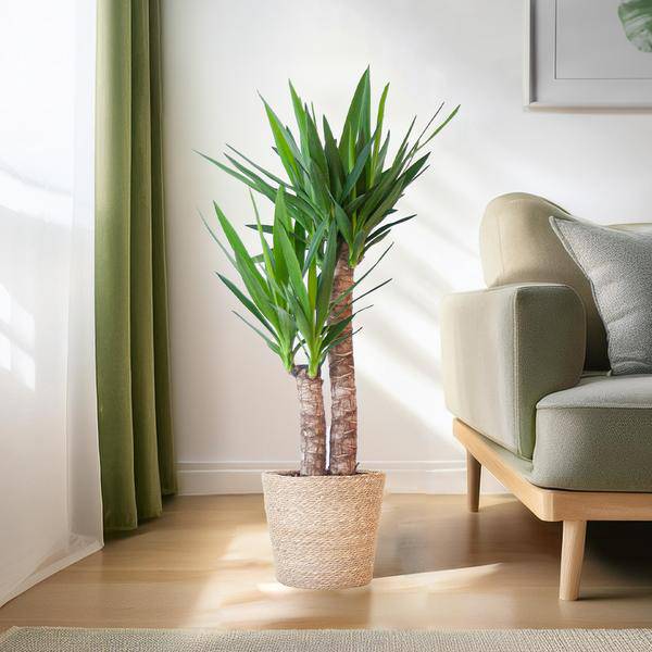 Yucca Elephantipes – Riesen-Palmlilie – Zimmerpflanze – 90 cm hoch – Ø21 cm – inkl. Korb Sofia Natur – pflegeleicht, robust, dekorativ 