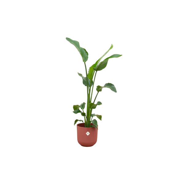 Strelitzia Nicolai – Baum-Strelitzie – Zimmerpflanze ca. 100cm – Ø23cm – inkl. Jazz Topf Rot – Paradiesvogelblume für Wohnzimmer, Büro & Wintergarten 