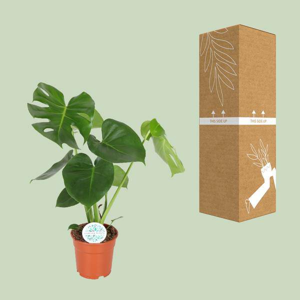 Fensterblatt – Monstera Minima – Zimmerpflanze – Ø17cm – Höhe ca. 55 cm – Beliebte Lochpflanze mit dekorativen Blättern 