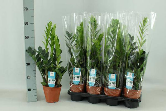Glücksfeder Zamioculcas – Ø14cm – 65cm hoch – Robuste Zimmerpflanze – Pflegeleicht & Luftreinigend 