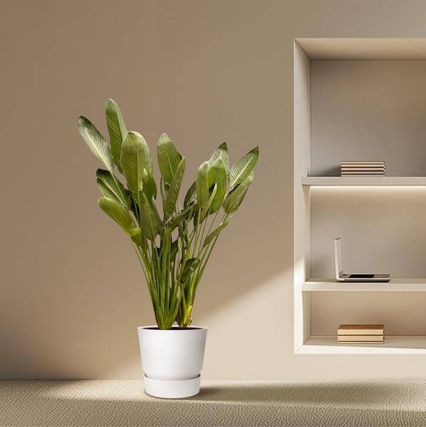 Strelitzia Reginae – Paradiesvogelblume – Zimmerpflanze 180cm – Ø50cm – Exotische Kübelpflanze mit orangefarbenen Blüten – Tropische Pflanze für Innen & Außen – Pflegeleicht 