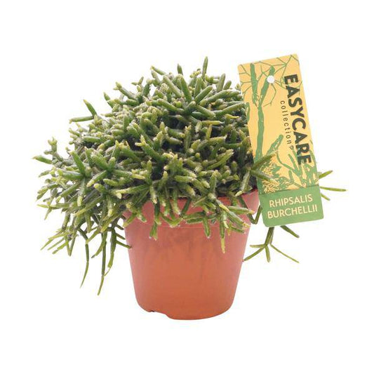 Korallenkaktus - Rhipsalis Burchellii - Ø12cm - ↕20cm 
