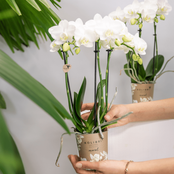Weiße Phalaenopsis Orchideen – Amabilis – 2 Pflanzen – Blühende Zimmerpflanze Ø9cm – Multiflora-Orchidee mit 2–3 Zweigen 