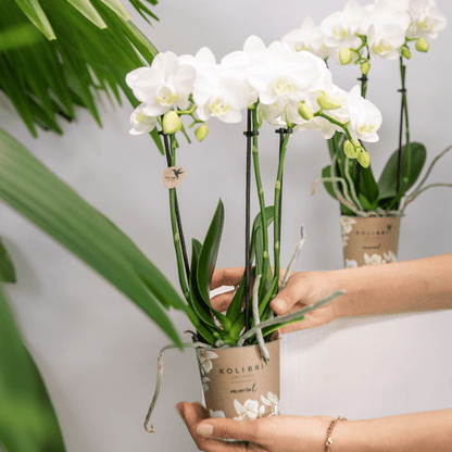 Weiße Phalaenopsis Orchideen – Amabilis – 2 Pflanzen – Blühende Zimmerpflanze Ø9cm – Multiflora-Orchidee mit 2–3 Zweigen 