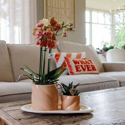 Candy Blumentopf Pfirsich Ø9cm – Dekorativer Keramiktopf in moderner runder Form – Pflanzentopf für Orchideen, Sukkulenten & Grünpflanzen – Stilvolle Blumendeko für Wohnzimmer, Küche & Büro 