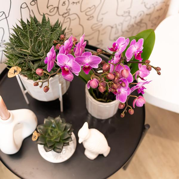 Phalaenopsis-Orchidee Mineral Vienna – Rosa – Ø9cm – Blühende Zimmerpflanze – 2-3 Zweige – Natürliche Farbpracht 