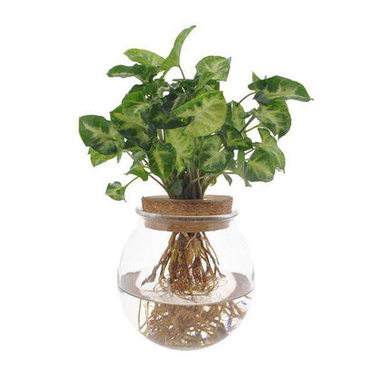 Purpurtute Syngonium Pixie – Hydroponische Zimmerpflanze – Ø12cm – 30cm Höhe – dekoratives grünes Laub – Pflegeleicht 