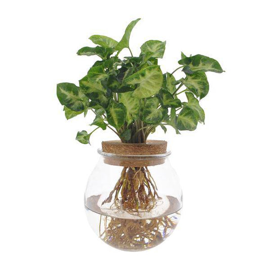 Purpurtute Syngonium Pixie – Hydroponische Zimmerpflanze – Ø12cm – 30cm Höhe – dekoratives grünes Laub – Pflegeleicht 