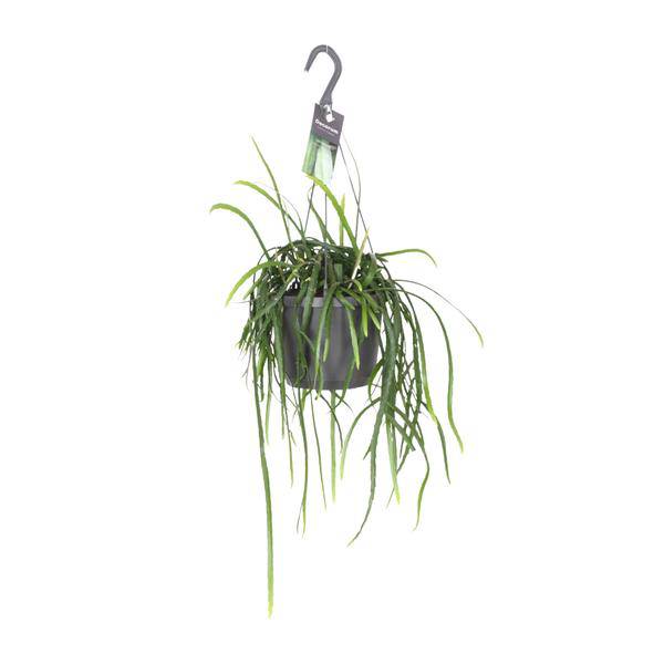 Blattkaktus - Lepisium Bolivianum - Zimmerpflanze - Ø17cm - ↕40cm 