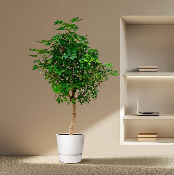 Strahlenaralie – Schefflera auf Stiel – Zimmerpflanze 210cm – Ø45cm – Immergrüne XXL-Grünpflanze mit handförmigen Blättern – Tropische Kübelpflanze für Wohnzimmer & Büro – Pflegeleicht 