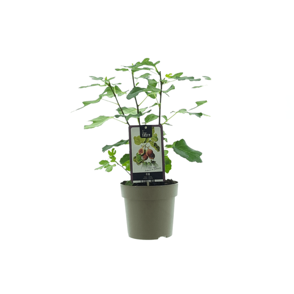 Ficus Precose de Dalmatie – Feigenbaum Zimmerpflanze – Ø15cm – ca. 40cm hoch – Pflegeleichte grüne Zimmerpflanze – Perfekt für Wohnzimmer, Büro & Balkon 