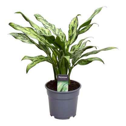 Aglaonema Juliette – Kolbenfaden – Zimmerpflanze – Tropische Blattschmuckpflanze – Pflegeleicht – Exotische Dekopflanze – ↕40cm – Ø12cm 