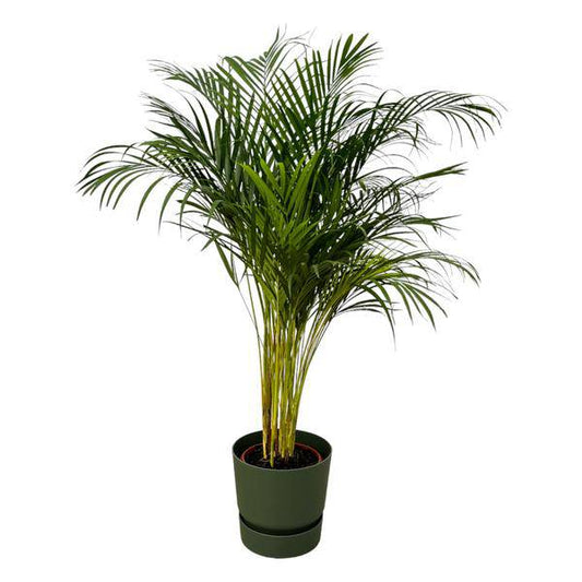 Areca Palme – Betelpalme – Zimmerpflanze ca. 130cm – ø24cm – inkl. Pflanzgefäß Greenville Grün D30xH28 – Tropische Grünpflanze für Wohnzimmer, Büro & Wintergarten 