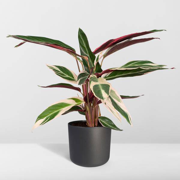 Calathea Triostar – Ø17cm x H60cm – Tropische Zimmerpflanze mit rosa-grün-weißem Blattmuster – Pflegeleicht – Für indirektes Licht – Luftreinigend 