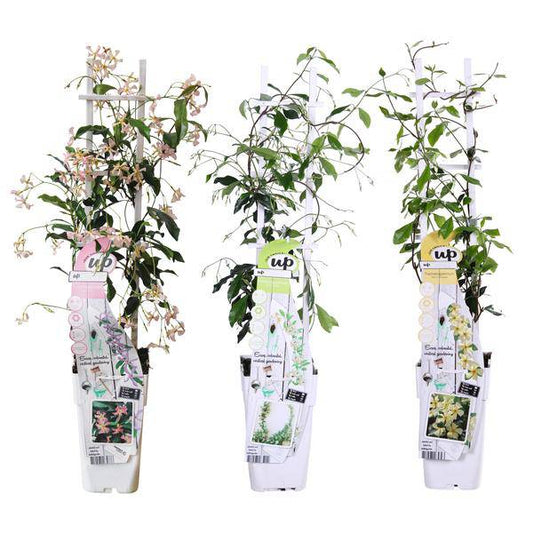 Sternjasmin Trachelospermum – Duftende Kletterpflanzen-Mischung – 3er-Set – ca. 65cm hoch im Ø15cm – Immergrün & winterhart – Für Garten, Terrasse & Balkon 