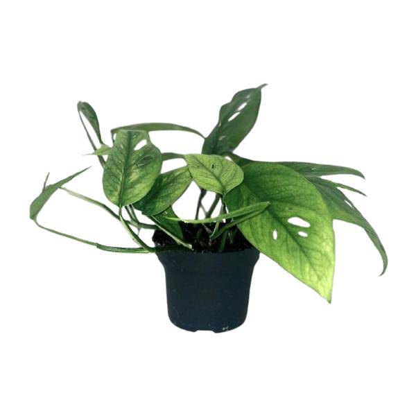 Efeutute - Epipremnum Cebu Blau - Zimmerpflanze - Ø12cm - ↕20cm 