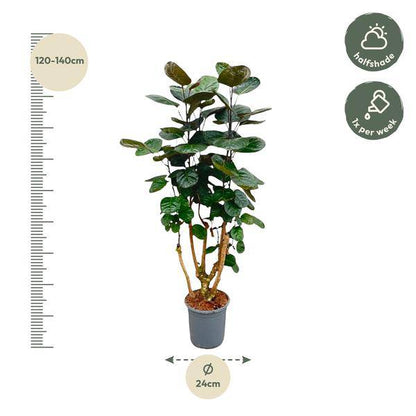 Fiederaralie – Polyscias Fabian – Zimmerpflanze – 130cm – Ø24cm – Elegante Grünpflanze mit runden Blättern – Pflegeleichte Pflanze für Wohnzimmer und Büro 