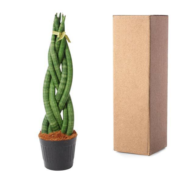 Sansevieria cylindrica Twist – Bogenhanf – pflegeleichte Zimmerpflanze – luftreinigend – ↕40cm – Ø10,5cm 