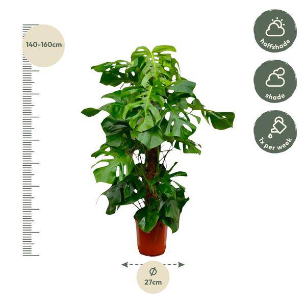 Monstera Deliciosa – Köstliches Fensterblatt – Zimmerpflanze 150cm – Ø27cm – Tropische XXL-Pflanze mit großen grünen Blättern – Dekorative Kübelpflanze für Wohnzimmer & Büro – Pflegeleicht 