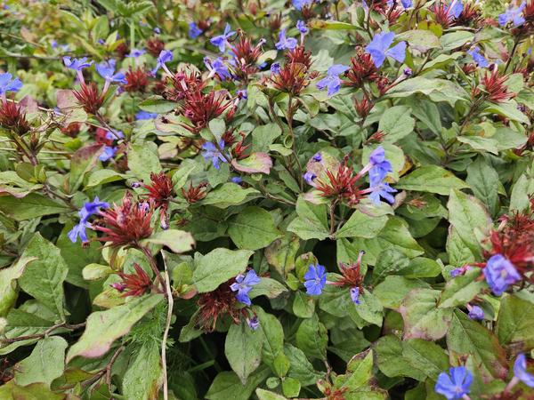 Kriechende Hornnarbe Ceratostigma plumbaginoides – 6 Pflanzen – ↕10-25cm – Ø9cm – Bodendecker – Winterhart & pflegeleicht – Sonne & Halbschatten 