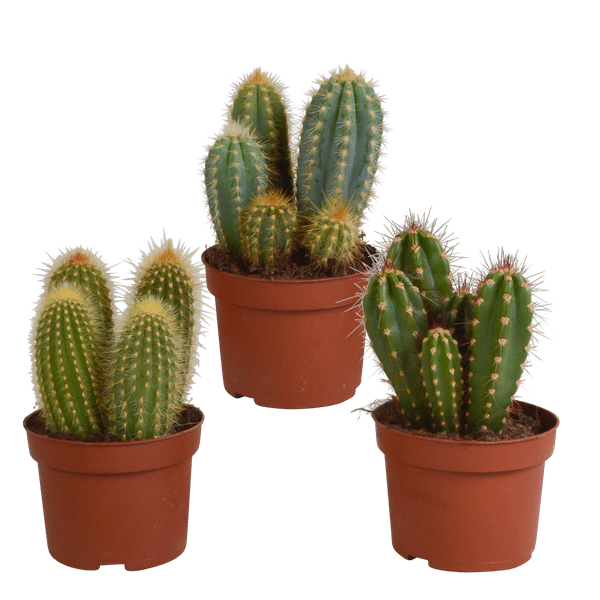 Kaktus - Cereus Mix - Zimmerpflanze - 10,5 cm - 3 Stück 