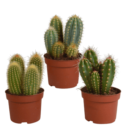 Kaktus - Cereus Mix - Zimmerpflanze - 10,5 cm - 3 Stück 