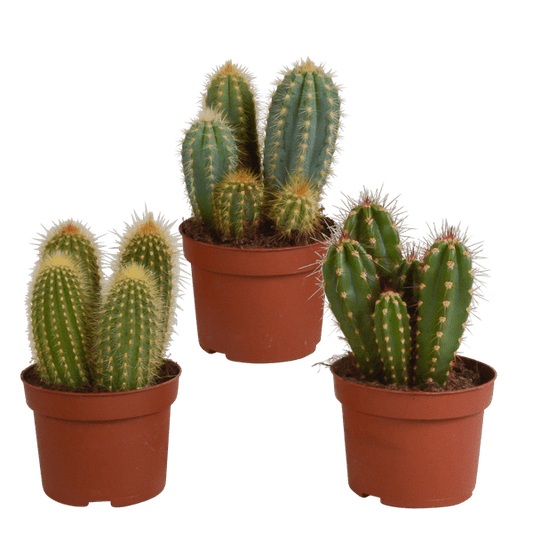 Kaktus - Cereus Mix - Zimmerpflanze - 10,5 cm - 3 Stück 