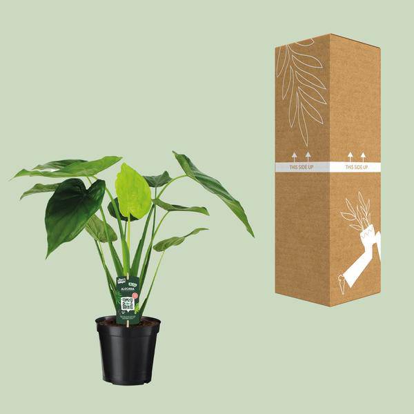 Alocasia Cucullata – Elefantenohr – Ø19cm x H55cm – Tropische Zimmerpflanze mit großen grünen Blättern – Pflegeleicht & dekorativ – Für indirektes Licht 