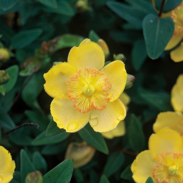 Hypericum calycinum – Großkelchiges Johanniskraut – ↕10-25 cm – Ø9 cm – 6 Pflanzen – Bodendecker & Blühpflanze – Pflegeleicht & sonnig 