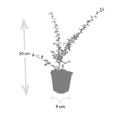 Teppichmispel Cotoneaster suecicus 'Coral Beauty' – ↕10-25cm – Ø9cm – 6 Pflanzen – Winterharter Bodendecker – Niedrig wachsend – Sonne & Schatten – Pflegeleicht 