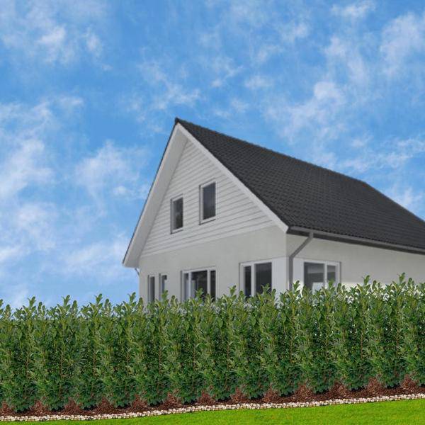 Kirschlorbeer Rotundifolia – 20 Pflanzen für 10 Meter Hecke – Immergrüne Lorbeerkirsche 125–150cm – Schnellwachsend & dicht – Perfekt als Sichtschutzhecke 