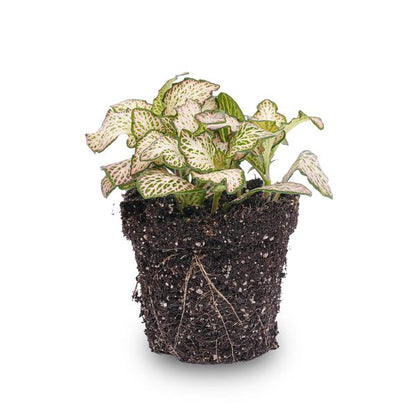 Fittonia Pink Tiger – Mosaikpflanze – Zimmerpflanze – Terrarienpflanze – Ø8,5 cm – Tropische Pflanze mit rosa, weißen & grünen Blättern – Helles Plätzchen ohne direkte Sonne 