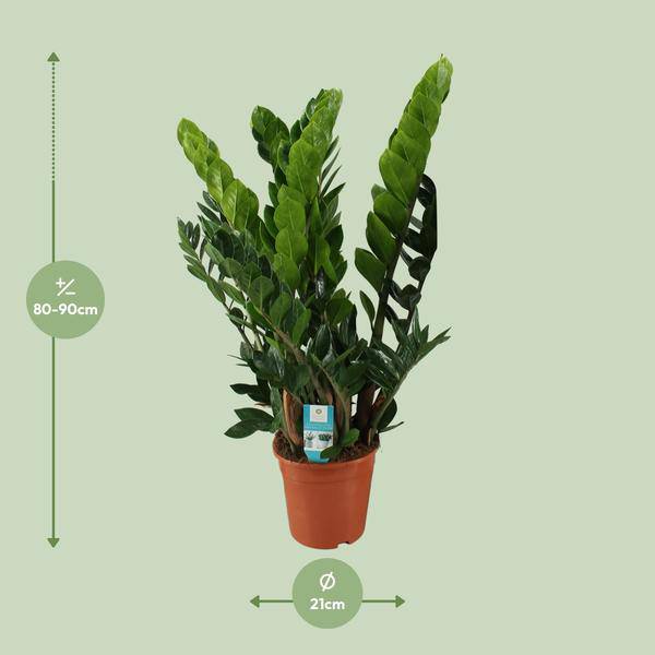 Glücksfeder – Zamioculcas Zamiifolia – Zimmerpflanze – Ø 21 cm Topf – Höhe ca. 80 cm – Pflegeleichte, robuste Grünpflanze 