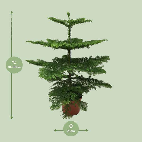 Norfolk-Araukarie (Araucaria Heterophylla) – Zimmerpflanze Ø21cm – 70cm hoch – Luftreinigend, pflegeleicht & dekorativ – Schlankes Design für kleine Räume 