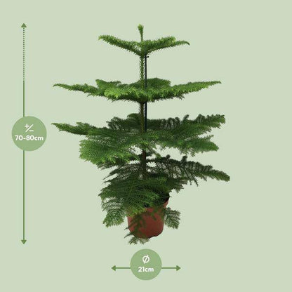 Norfolk-Araukarie (Araucaria Heterophylla) – Zimmerpflanze Ø21cm – 70cm hoch – Luftreinigend, pflegeleicht & dekorativ – Schlankes Design für kleine Räume 